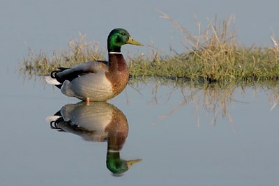 BUITEN BEELD Foto: 26133