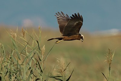 BUITEN BEELD Foto: 26143