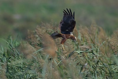 BUITEN BEELD Foto: 26144