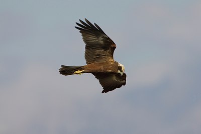 BUITEN BEELD Foto: 26145