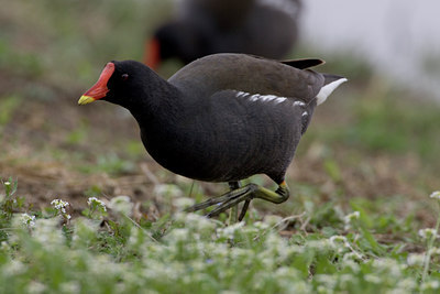 BUITEN BEELD Foto: 26159
