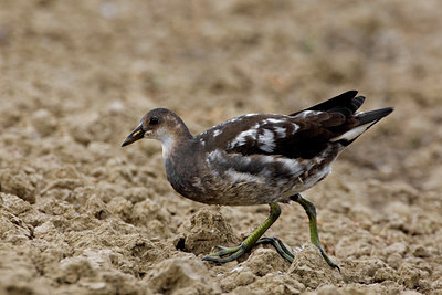 BUITEN BEELD Foto: 26166