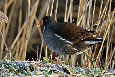 BUITEN BEELD Foto: 26172