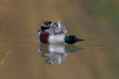 BUITEN BEELD Foto: 26191