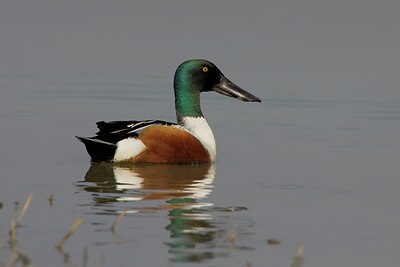 BUITEN BEELD Foto: 26194