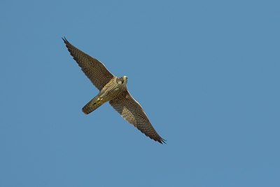 BUITEN BEELD Foto: 26202