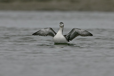 BUITEN BEELD Foto: 26211