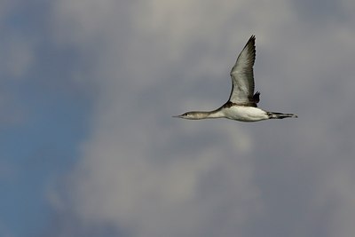 BUITEN BEELD Foto: 26213