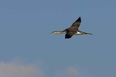 BUITEN BEELD Foto: 26214