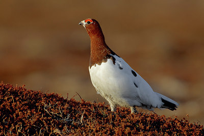 BUITEN BEELD Foto: 26244