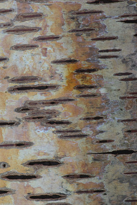 BUITEN BEELD Foto: 26285