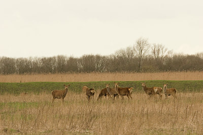 BUITEN BEELD Foto: 26311