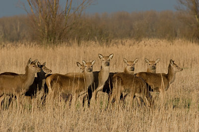 BUITEN BEELD Foto: 26314