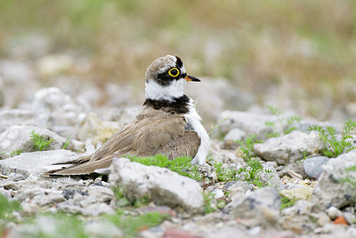 BUITEN BEELD Foto: 26324