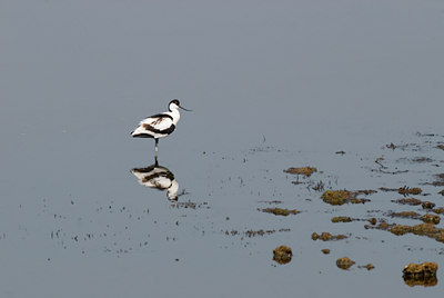 BUITEN BEELD Foto: 26327