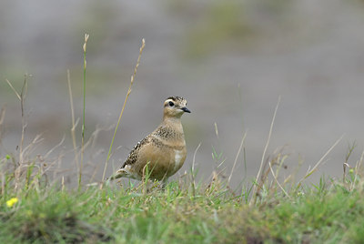 BUITEN BEELD Foto: 26333