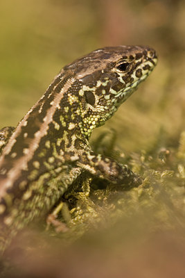 BUITEN BEELD Foto: 26339