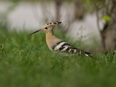 BUITEN BEELD Foto: 26372