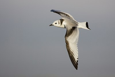 BUITEN BEELD Foto: 26374
