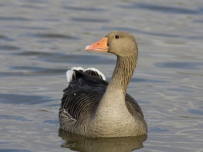 BUITEN BEELD Foto: 26385