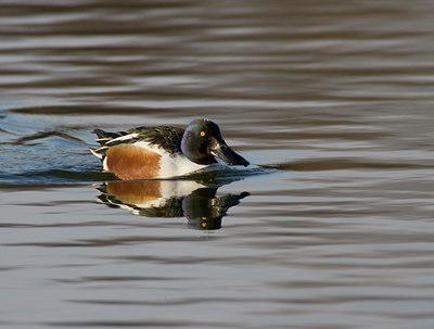 BUITEN BEELD Foto: 26396