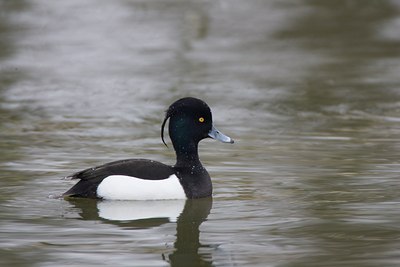 BUITEN BEELD Foto: 26401