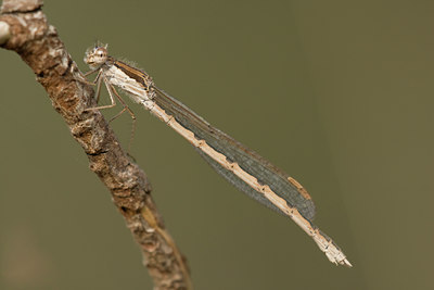 BUITEN BEELD Foto: 26417