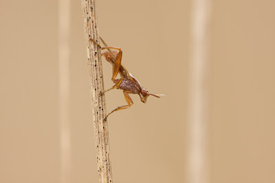 BUITEN BEELD Foto: 26440