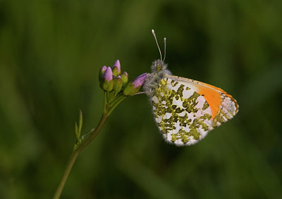 BUITEN BEELD Foto: 26451