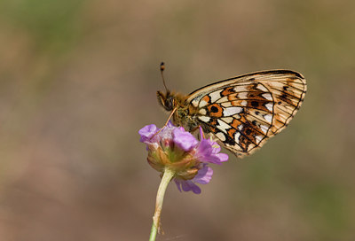BUITEN BEELD Foto: 26458