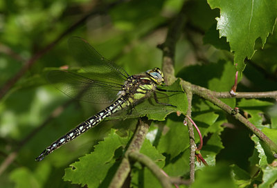 BUITEN BEELD Foto: 26462