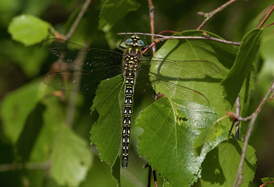 BUITEN BEELD Foto: 26463