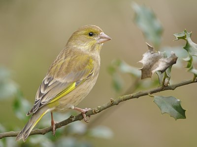 BUITEN BEELD Foto: 26472
