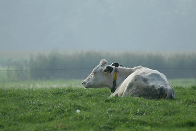 BUITEN BEELD Foto: 26496