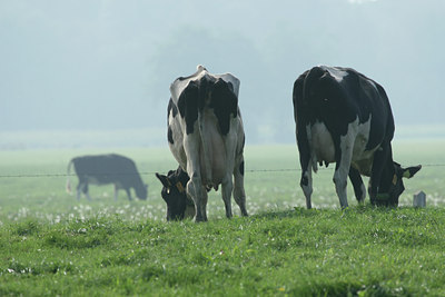 BUITEN BEELD Foto: 26497