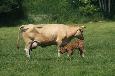 BUITEN BEELD Foto: 26510