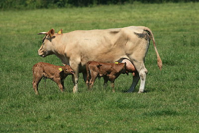 BUITEN BEELD Foto: 26513
