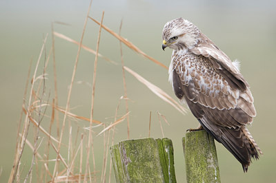 BUITEN BEELD Foto: 26532
