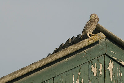 BUITEN BEELD Foto: 26538
