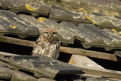 BUITEN BEELD Foto: 26541