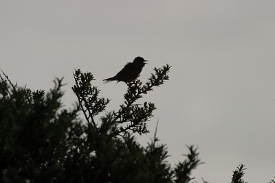 BUITEN BEELD Foto: 26550