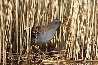 BUITEN BEELD Foto: 26561