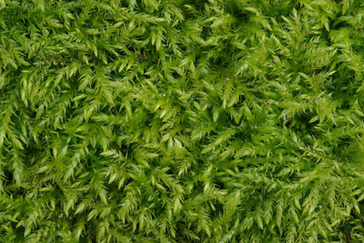 BUITEN BEELD Foto: 26571