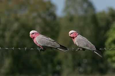 BUITEN BEELD Foto: 26579