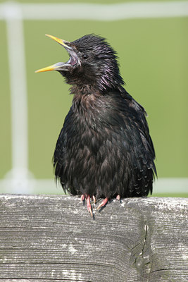 BUITEN BEELD Foto: 26580