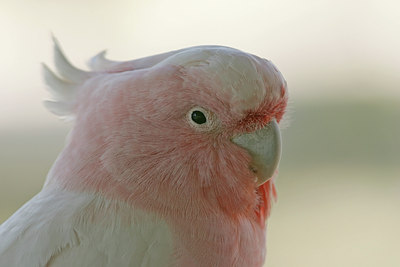 BUITEN BEELD Foto: 26582