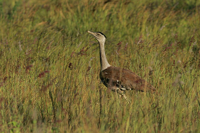 BUITEN BEELD Foto: 26596