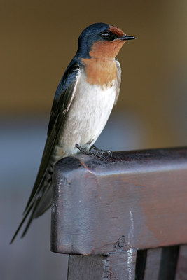 BUITEN BEELD Foto: 26598