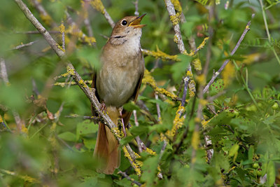 BUITEN BEELD Foto: 26655