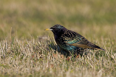 BUITEN BEELD Foto: 26666